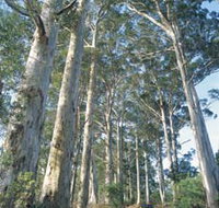 The Great Forest Trees Drive - Accommodation Whitsundays