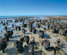 Hamelin Pool Stromatolites - Accommodation Whitsundays 0