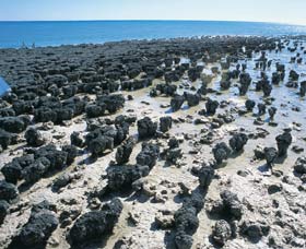 Hamelin Pool Stromatolites - Accommodation Whitsundays 1