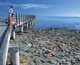 Hamelin Pool Stromatolites - Accommodation Whitsundays 3