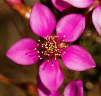 Flora - Accommodation Whitsundays