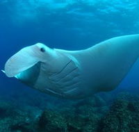 Manta Bommie Dive Site - Accommodation Whitsundays
