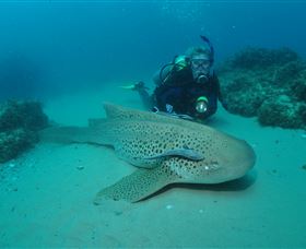Manta Bommie Dive Site - Accommodation Whitsundays 1