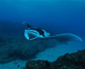 Manta Bommie Dive Site - Accommodation Whitsundays 2