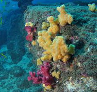 Shag Rock Dive Site - Accommodation Whitsundays