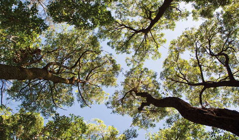 Coffs Coast Regional Park - Accommodation Whitsundays 2