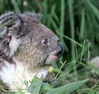 Koala Hospital - Accommodation Whitsundays