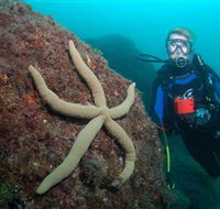 Cook Island Dive Site - Accommodation Whitsundays