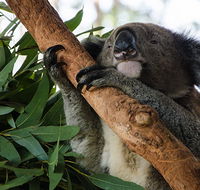 Macquarie Nature Reserve - Accommodation Whitsundays