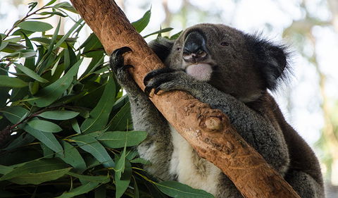 Macquarie Nature Reserve - Accommodation Whitsundays 0