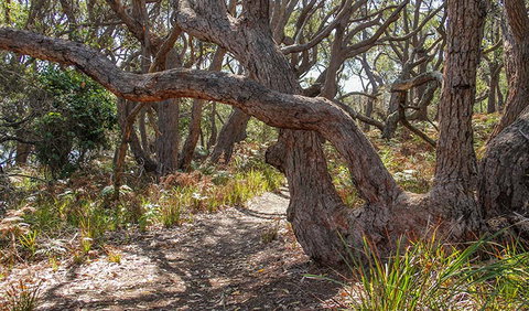 Middle Lagoon Walking Track - Accommodation Whitsundays 2