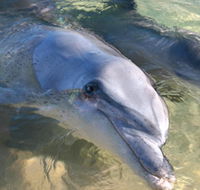 Dolphins of Monkey Mia - Accommodation Whitsundays