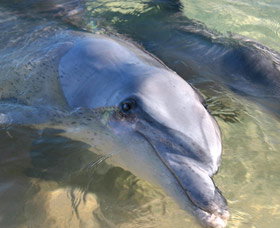 Dolphins Of Monkey Mia - Accommodation Whitsundays 0