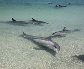 Dolphins Of Monkey Mia - Accommodation Whitsundays 2
