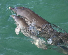 Dolphins Of Monkey Mia - Accommodation Whitsundays 3