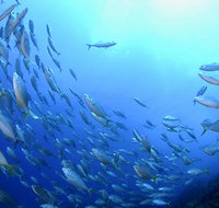 Cape Byron Marine Park - Accommodation Whitsundays