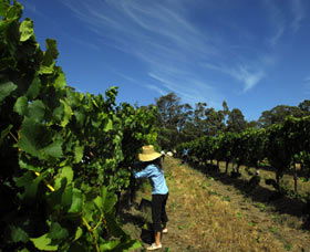 Cullen Wines - Accommodation Whitsundays 1