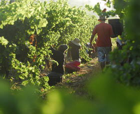 Cullen Wines - Accommodation Whitsundays 2