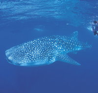 Ningaloo Reef - Accommodation Whitsundays