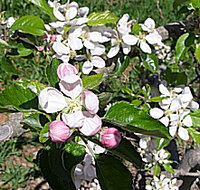 Avro Park Orchards - Accommodation Whitsundays