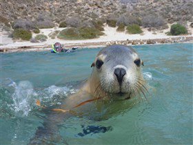 Calypso Star Charters - Accommodation Whitsundays 3