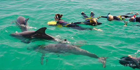 Rockingham Wild Encounters - Swim With Wild Dolphins - Accommodation Whitsundays 2