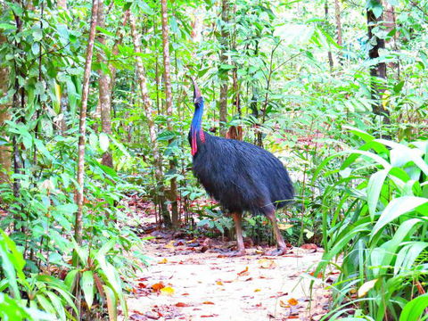 Daintree Safaris - Accommodation Whitsundays 0