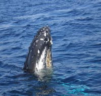 Jervis Bay Whales - Accommodation Whitsundays