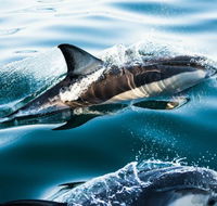 Dolphin Swim Australia - Accommodation Whitsundays