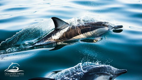 Dolphin Swim Australia - Accommodation Whitsundays 1