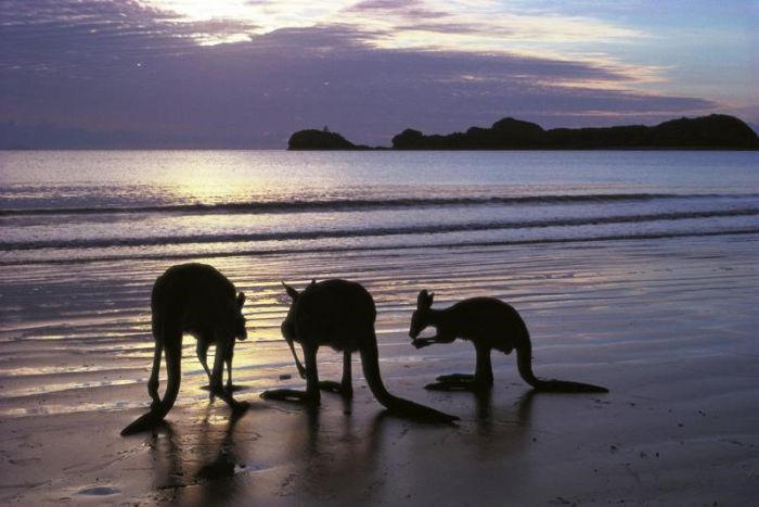 Seaforth QLD Accommodation Whitsundays