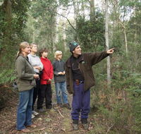 Great Western Tiers Forest Walks Tasmania - Accommodation Whitsundays