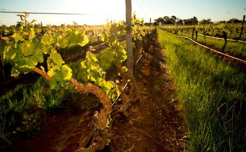 Kaesler Old Vine Vineyard Tour - Accommodation Whitsundays 0