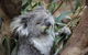 Oceania Tours And Safaris - thumb 1