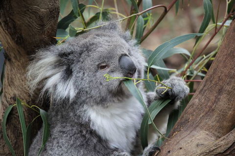 Oceania Tours And Safaris - Accommodation Whitsundays 3