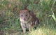 Oceania Tours And Safaris - thumb 8