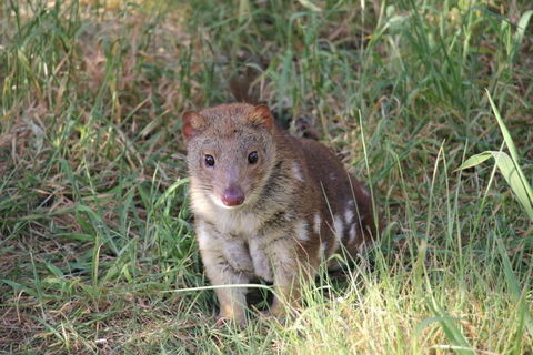 Oceania Tours And Safaris - Accommodation Whitsundays 8