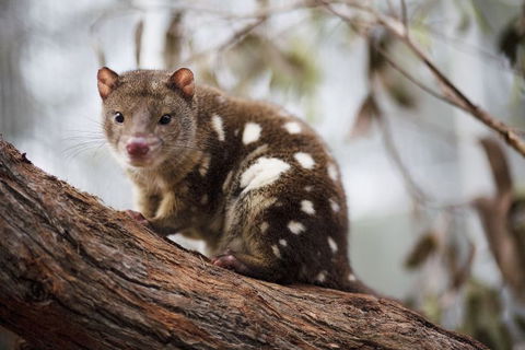 Oceania Tours And Safaris - Accommodation Whitsundays 24