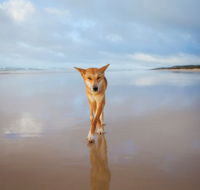 Fraser Island Adventure Tours - Accommodation Whitsundays