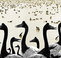 Tin Shed Art Gallery - Accommodation Whitsundays