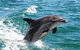 Half-Day Mandurah Canals & Dolphin Watch Tour - thumb 0