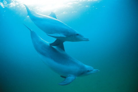 Half-Day Mandurah Canals & Dolphin Watch Tour - Accommodation Whitsundays 6
