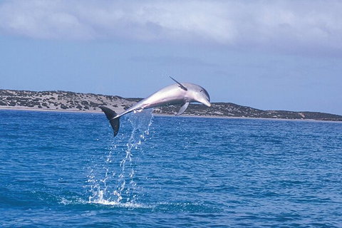 Half-Day Mandurah Canals & Dolphin Watch Tour - Accommodation Whitsundays 7