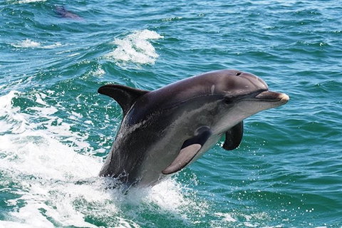 Half-Day Mandurah Canals & Dolphin Watch Tour - Accommodation Whitsundays 2