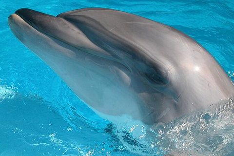 Half-Day Mandurah Canals & Dolphin Watch Tour - Accommodation Whitsundays 5