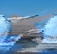 Whale Watching Dunsborough - Accommodation Whitsundays