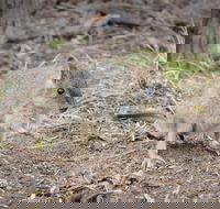 Nocturnal Wildlife Tour from Busselton or Dunsborough - Accommodation Whitsundays