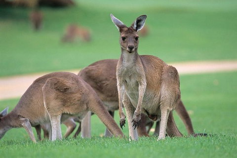 Half-Day Yanchep National Park & Crystal Cave - Accommodation Whitsundays 0