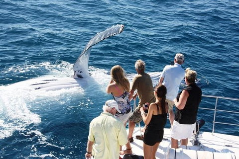 Half-Day Whale Watching Sunset Cruise From Broome - Accommodation Whitsundays 0