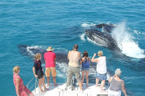 Half-Day Whale Watching Sunset Cruise From Broome - Accommodation Whitsundays 12